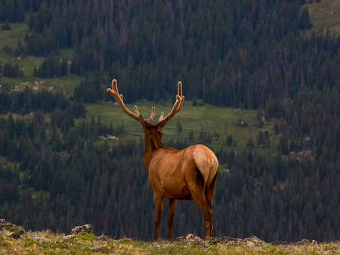 Elk at rocky mountain national park 2