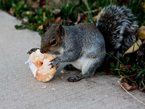 Squirrel eating a donut