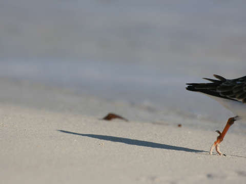 Bird walking in the bahamas 2