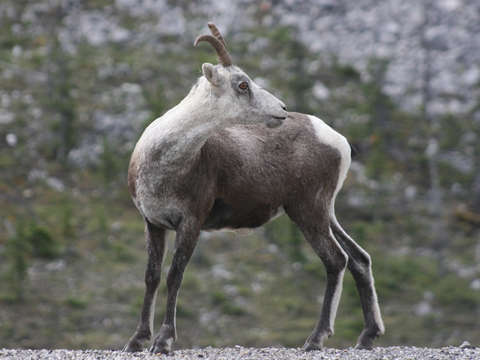 Caribou in british columbia