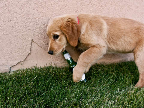 Beer drinking puppy