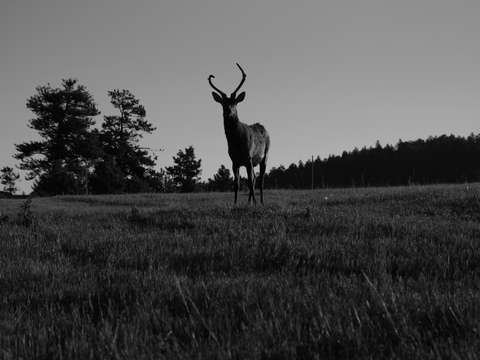 Elk in evergreen colorado
