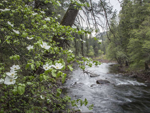 Dogwood trees flower along the merced river