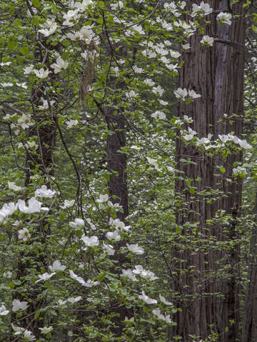 Flowering dogwood tree