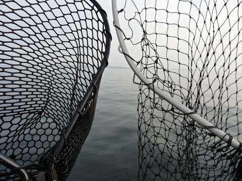 The nets