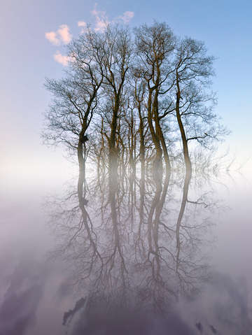 TREES or ROOTS