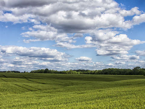 Green field