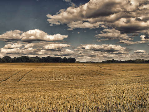Fields of gold