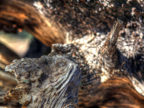 Wood detail 1909
