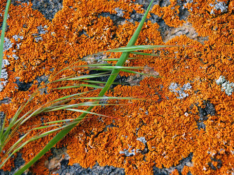 LIchen 0415