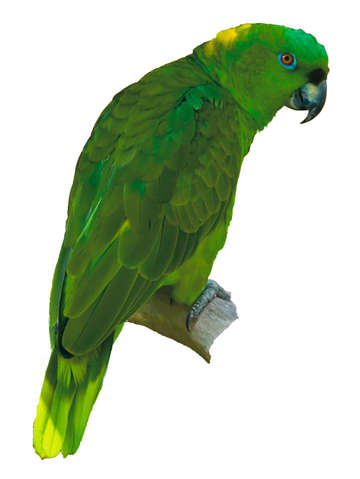Green parrot