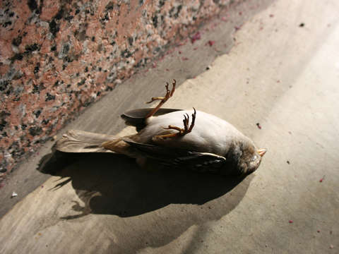 Dead bird