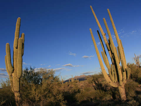 Two giant saguaro