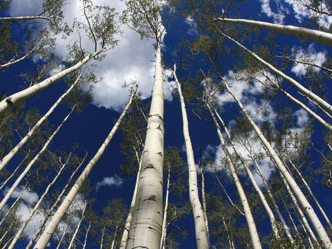 Looking up at aspen trees