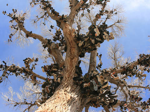 Shoe tree in middlegate nevada