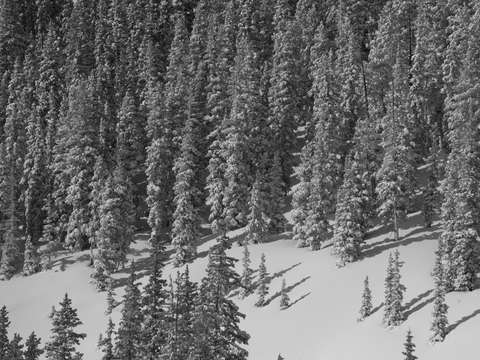 Snow covered trees