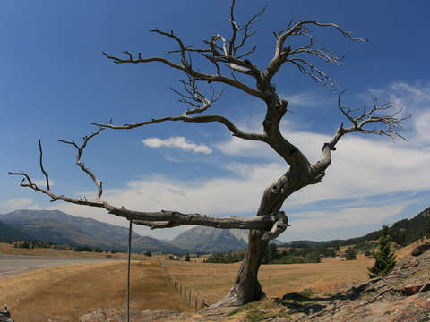 The burmis tree
