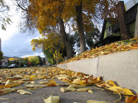 Fall leaves on the street