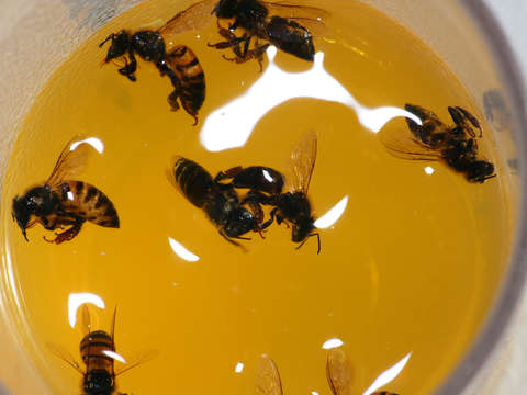 Drinking bees