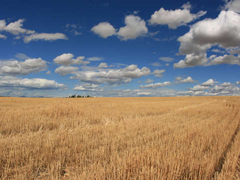 Wheat field under blue sky