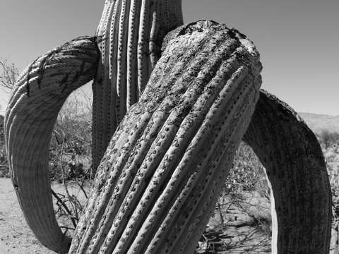Giant saguaro