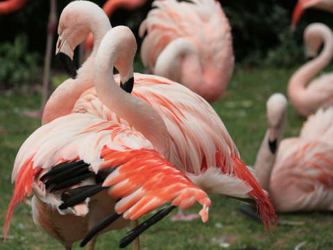 Pink flamingos