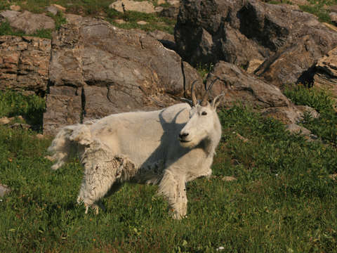 Mountain goat at glacier national park