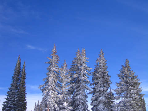Snow Covered Trees In Vail