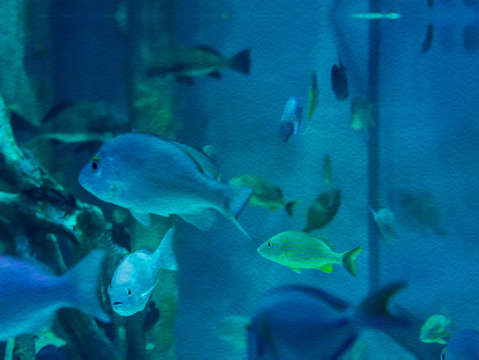 Aquarium View