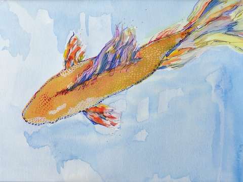 Coy fish