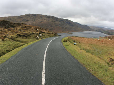 Sheep in the road