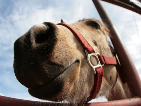 Grinning horse