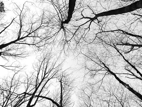 Tree veins