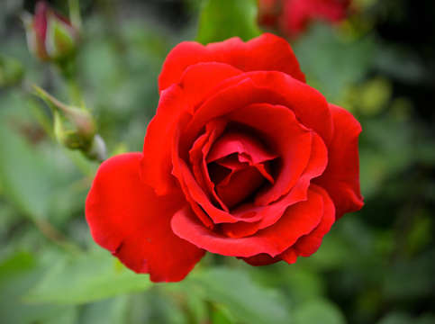 Red rose 6