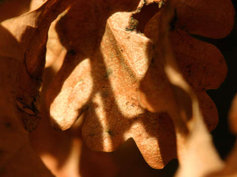 Leaves and shadows 2695