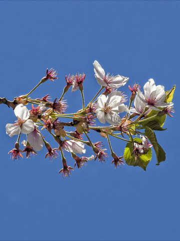 Sky and spring flowers