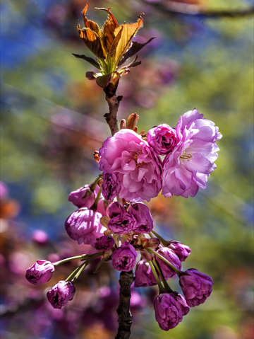 Cherry blossoms 3