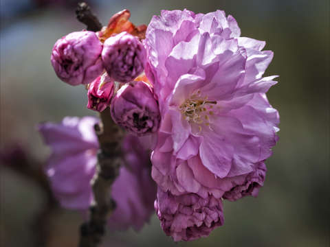 Cherry blossoms 2 3