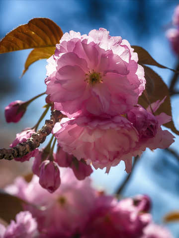 Cherry blossoms 3 2