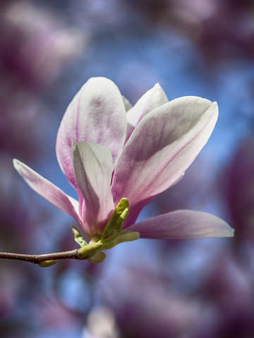 Magnolia blossom 11