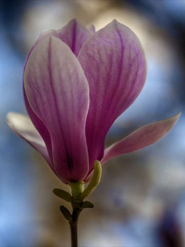 Magnolia blossom 12