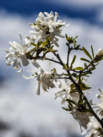 Sky and spring flowers 2