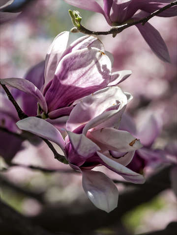 Magnolia blossoms