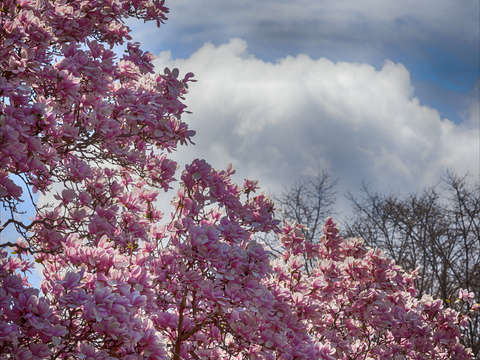 Magnolia trees