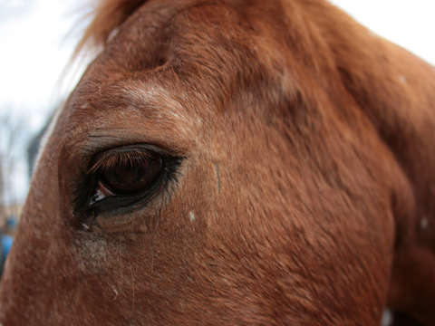 Horse eye 2
