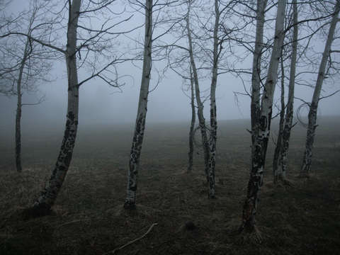 Fog and aspen trees