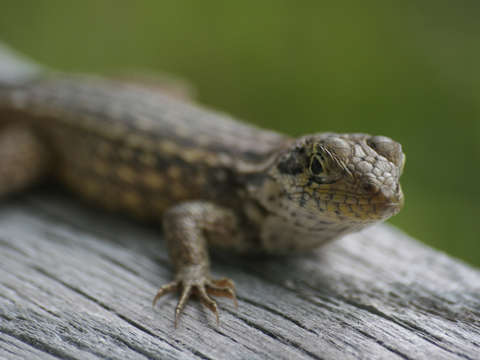Lizard in the bahamas