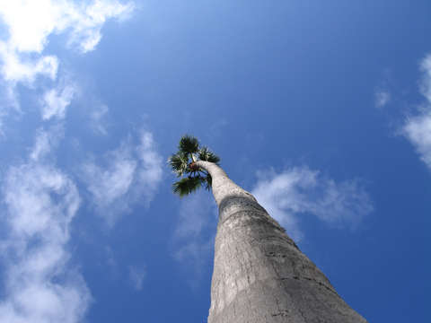 Looking up at a palm tree