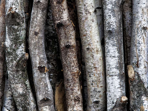 Tree trunks