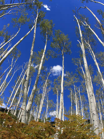 Tall aspen trees in colorado